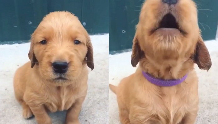 ‘멍멍’ 짖는 우리 집 댕댕이 무턱대고 혼내면 절대 안 되는 이유