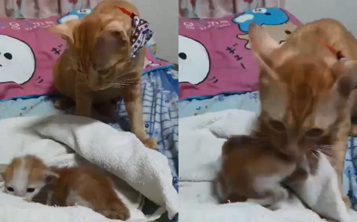 배고파 칭얼거리는 새끼 보며 고민하다 ‘밥그릇’에 물어다 준 ‘아빠’ 냥이