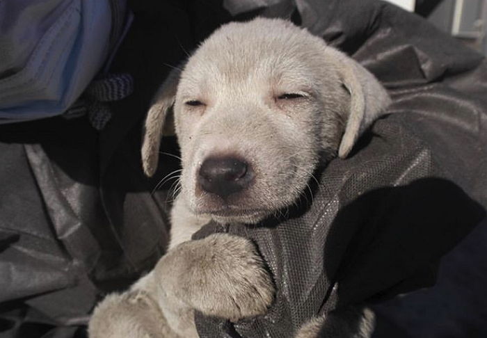“길에서 데려온 ‘꼬질이’ 유기견 깨비가 이렇게 변했습니다”