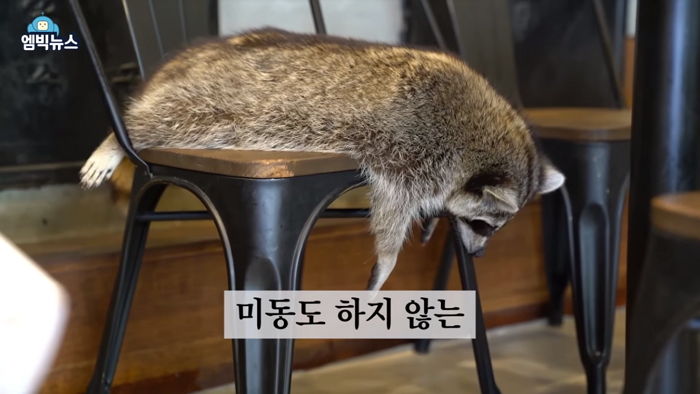 스트레스 받아 빙빙 제자리 도는 라쿤 살릴 ‘동물 카페’ 금지법 나왔다