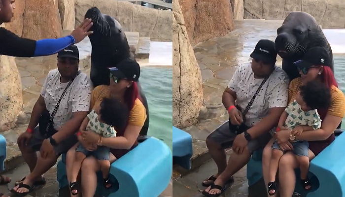 관광객에게 예쁜 사진 남겨주려 온종일 ‘인증샷’ 찍어주는 바다사자