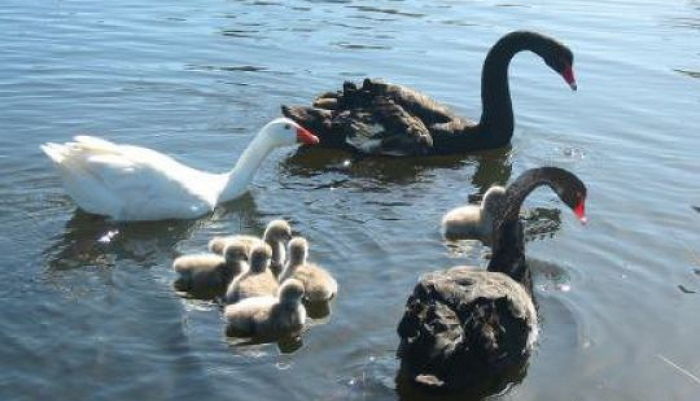 아내 있는 백조에게 한눈에 반해 18년간 졸졸 따라다닌 ‘게이 거위’