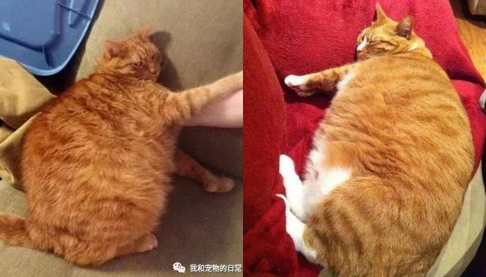 “‘털’빨 일 줄 알았던 우리집 뚠뚠이 털을 시원하게 밀어봤습니다”