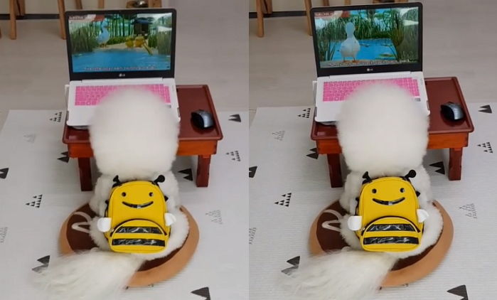 유치원 가방 메고 ‘귀염뽀짝’ 뒤태 자랑하며 ‘열공’ 중인 개린이