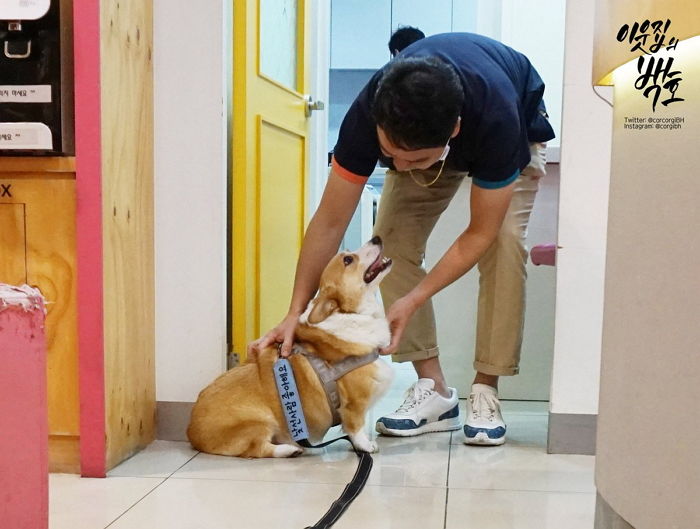 자기 보고 좋아 꼬리 흔드는 댕댕이에 수의사 선생님이 남긴 가슴 뭉클한 말