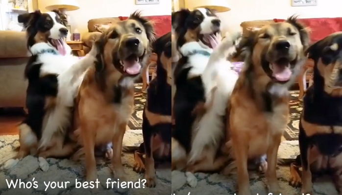 친구에게 절친으로 선택받지 못하자 배신감에 ‘개울상’된 댕댕이