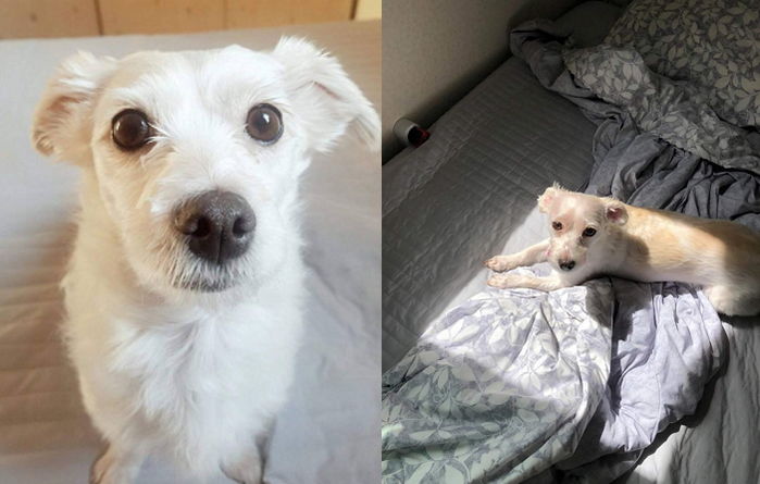 ‘항암치료’ 받은 아픈 반려견 제발 찾아달라며 주인이 올린 애절한 글