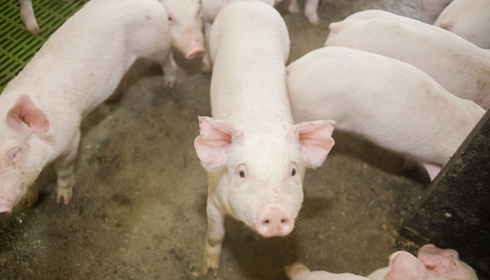 ‘치사율 100%’ 아프리카돼지열병 바이러스 국내서 첫 발견