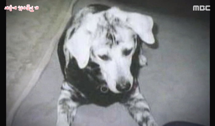 하늘나라로 간 주인 너무 그리워 ‘온몸 털’ 새하얗게 변해버린 강아지