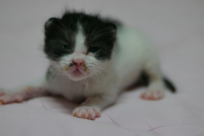 “한 달 전 구조한 아기 길냥이를 캣토피아에 입양 보냈습니다”