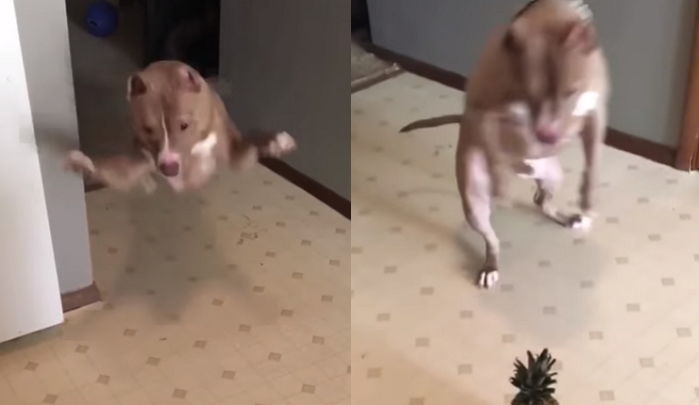 ‘파인애플’ 괴물(?) 나타나자 눈 땡그래져 펄쩍 뛰는 ‘겁쟁이’ 댕댕이