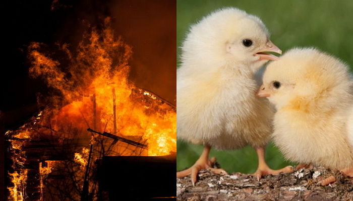 어젯밤 내리친 벼락에 병아리 6천마리가 불에 타 죽었다