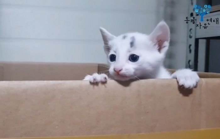 유기됐던 ‘아기 고양이’ 입양하자마자 때려죽여 쓰레기봉투에 버린 20대 남성