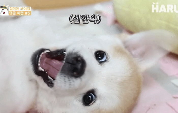 ‘배방구’ 본능적으로 직감하고 눈 부릅뜨며 저항하는 짱절미