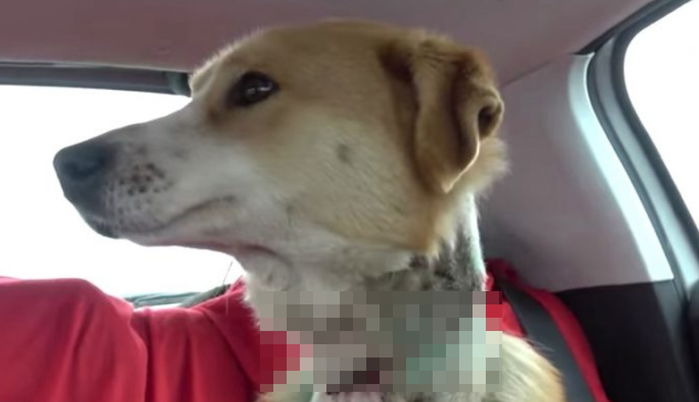 태어나 한번도 ‘목줄’을 풀어본 적 없는 강아지에게 남은 ‘상처’