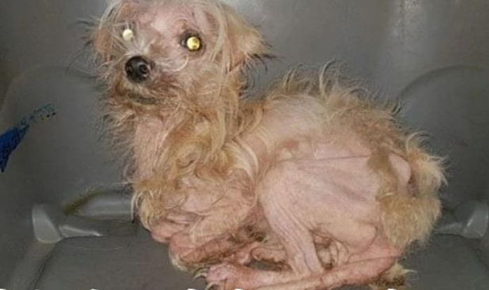 주인에게 버려져 벌벌 떨며 죽음만 기다리던 강아지 유나의 기적 같은 근황