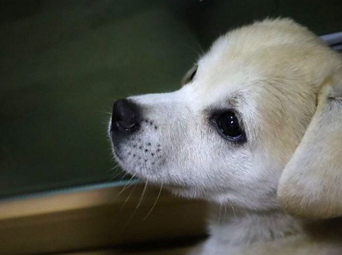 톱스타들도 팔로우하게 만든 ‘슈퍼스타’ 인절미의 치명적 귀여움