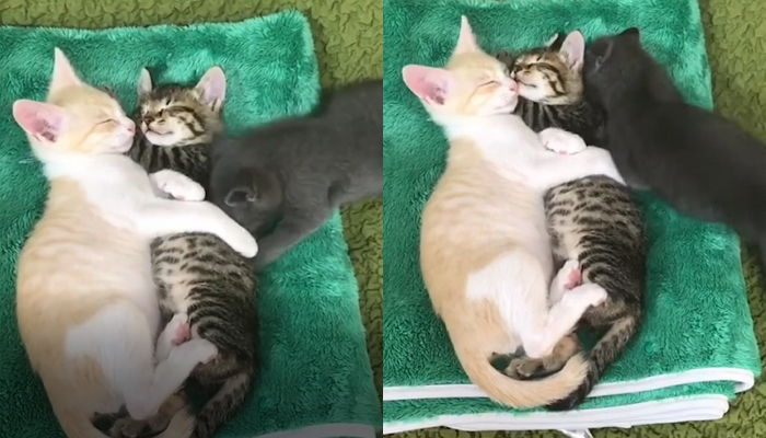 “나도 좀 껴달라냥” 꼭 껴안고 잠든 친구들에 ‘질투폭발’한 아기 고양이