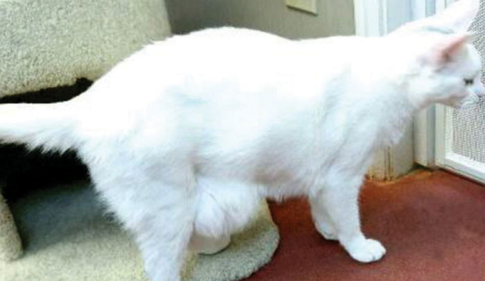 ‘뚱냥이’ 고양이들이 그동안 숨겨왔던 통통한 ‘뱃살’의 비밀