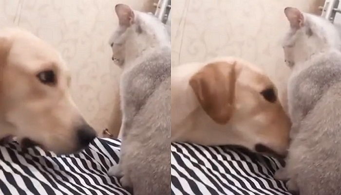 고양이에게 친한척했다가 ‘볼꼬집’ 당해 인절미처럼 볼살 쭉 늘어난 리트리버