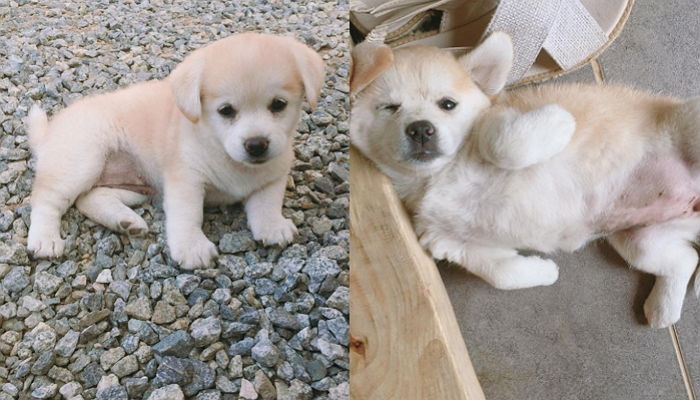 인절미 팬들 싸움(?) 나게 한 ‘덮절미vs 깐절미’ 논란