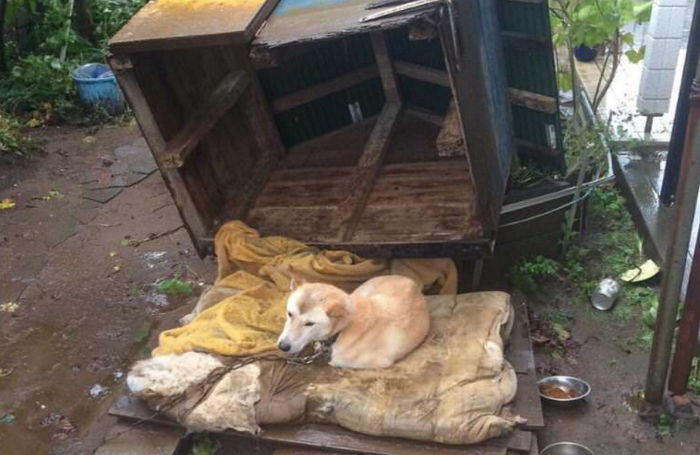 일본 관통한 태풍 제비 때문에 인간 못지 않게 ‘개고생’ 한 댕댕이들