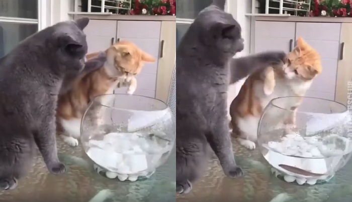 물고기 괴롭히는 동생 솜방망이로 쥐어박으며 ‘참교육’한 형아 고양이