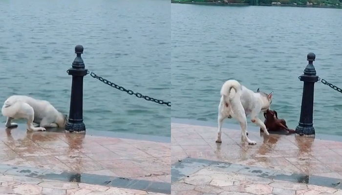 강물에 빠져 허우적대는 친구 죽을 힘 다해 끌어올리는 ‘영웅’ 강아지