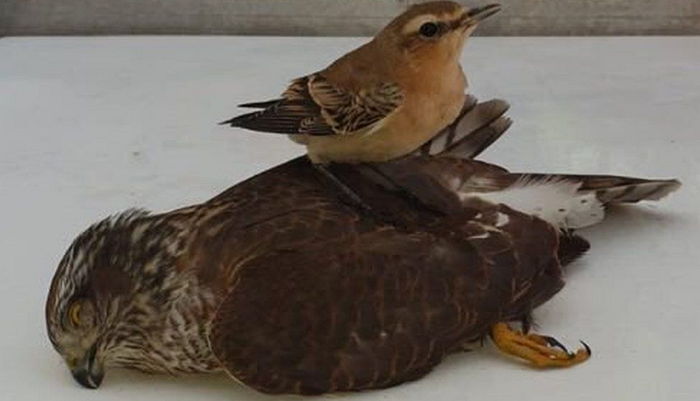 자신 잡으려는 매 유리창으로 유인해 ‘기절’ 시키고 승리 만끽한 딱새