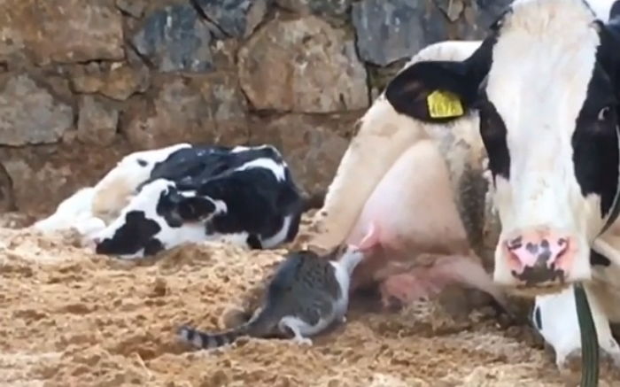 매일 아침 ‘젖소농장’ 찾아가 신선한 우유 맛보는 길냥이