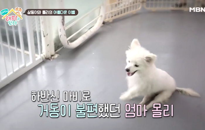 오랜만에 자식들 보자 낑낑거리며 달려간 ‘하반신 마비’ 댕댕이
