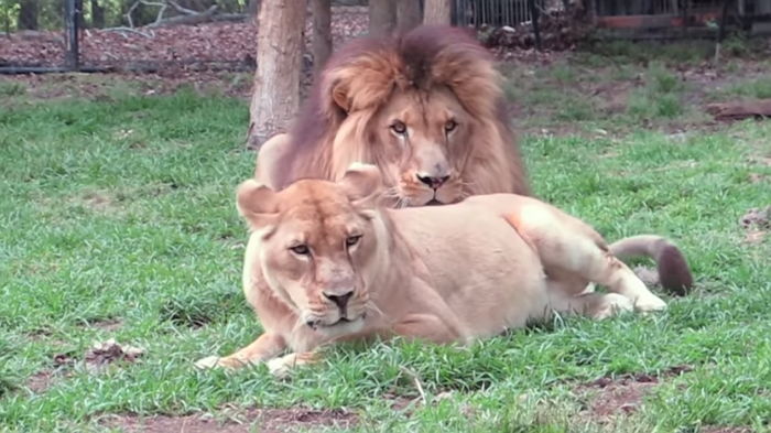 썸남 유혹하려 엉덩이 들이밀어도 관심 1도 안주는 ‘철벽남’ 수사자