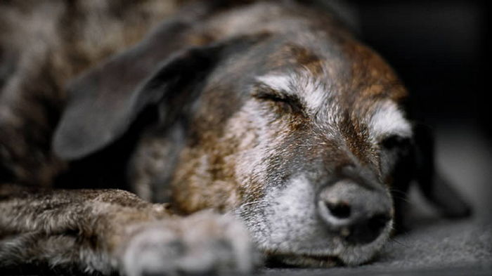 수의사가 말하는 반려동물 안락사 시킬 때 주인이 꼭 옆에 있어야 하는 이유