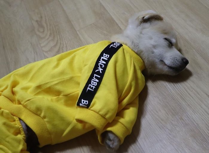 힙합퍼 되고 싶어 입은 ‘꼬까옷’ 너무 커 ‘동네 백수’로 전락한 짱절미