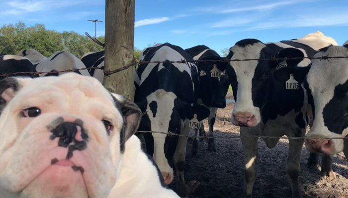 “넌 뭐니?” 자신 똑닮은 ‘불독’ 보고 구름떼처럼 몰려 구경하는 젖소들