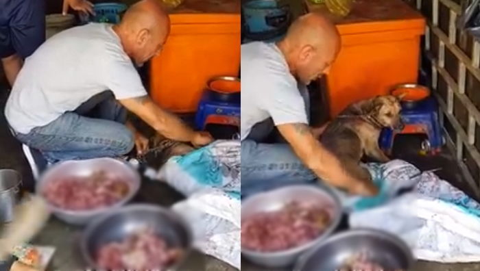 도축장에서 죽음 기다리며 벌벌 떨다가 ‘천사’ 남성 손길에 ‘안심’한 강아지