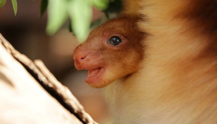 난생처음 엄마 주머니 속 얼굴 ‘빼꼼’ 내밀고 SNS 스타 된 아기 ‘나무타기 캥거루’