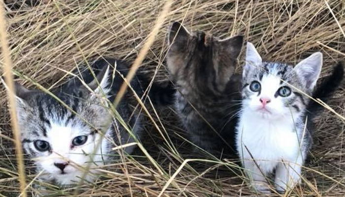 길가던 여성에게 떼로 몰려가 강제로 집사 시킨 ‘새끼 고양이’ 10마리