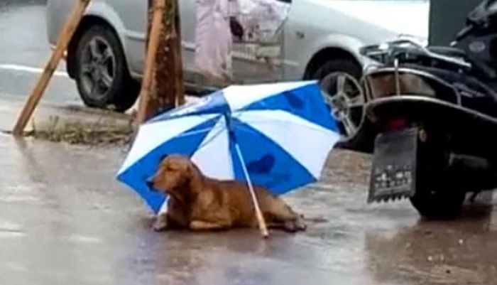 길에서 비 맞는 강아지 ‘우산’ 씌워주고 주인 기다리다 결국 ‘댕줍’한남성