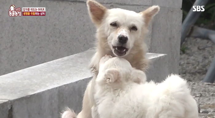 목에 ‘철사’ 감겼는데도 새끼는 지극정성으로 키워낸 떠돌이 어미 개