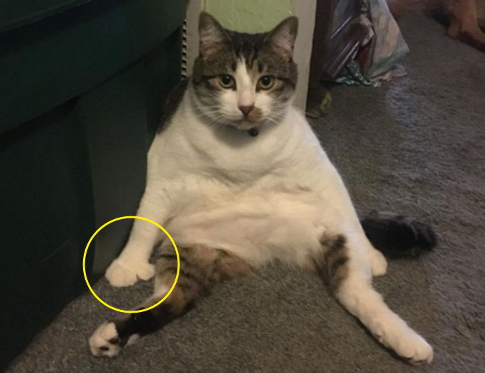 “꽃길만 걷자” 누리꾼들에게 응원 메시지 쏟아진 ‘손모아장갑’ 고양이들