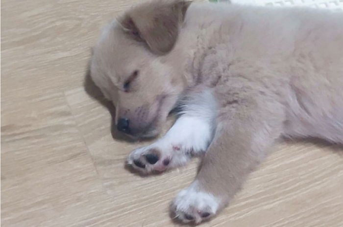 학교 앞에서 학생에게 ‘줍줍’돼 ‘제2의 짱절미’ 예약된 아기 댕댕이