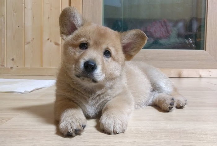 변비 걸려 토끼똥 싸는 댕댕이 ‘단호박’ 먹으면 쾌변할 수 있다