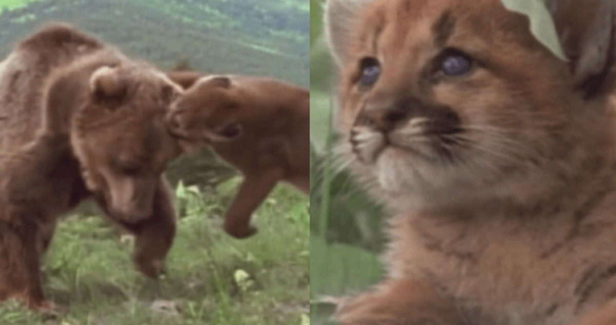 새끼 지키려 죽을 각오하고 680kg 회색곰 목덜미 물고 안 놔준 ‘엄마 퓨마’