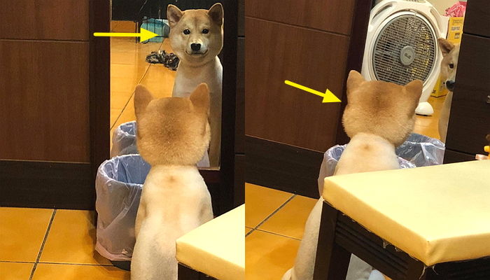 엄마한테 ‘미용’ 맡겼다가 배신당하고 나라 잃은 표정 짓는 ‘시바견’