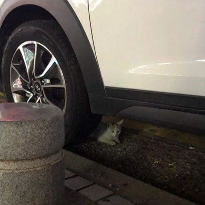차 빼려다 바닥 차지하고 있던 아기 고양이에게 ‘아이컨택’ 당한 운전자