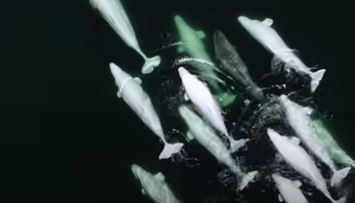 얼굴만큼 예쁜 마음씨로 외톨이 외뿔고래 친구 되어준 ‘벨루가’ 무리