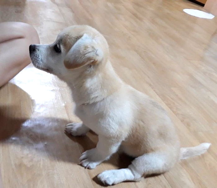 풍산·코기의 명석한 DNA 물려받아 생후 4개월 만에 “앉아·손” 깨우친 짱절미