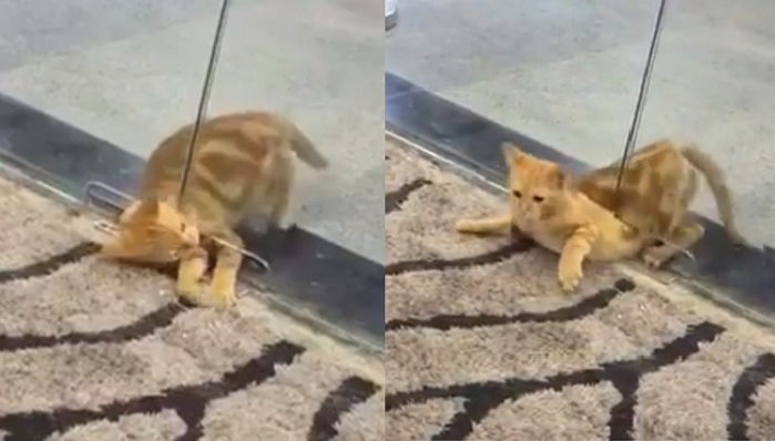 10cm 문틈 여유롭게 통과하며 ‘액체설’ 온몸으로 인증한 고양이