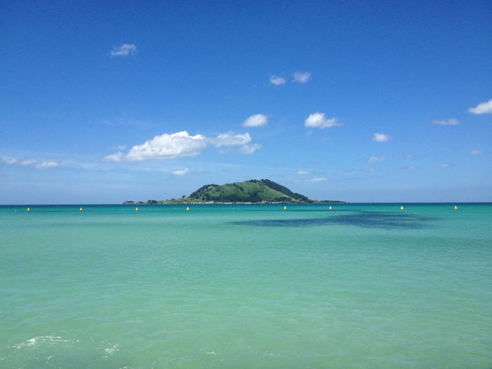 생물학자도 깜짝 놀라게 한 ‘신종 왕새우’가 제주도서 최초 발견됐다